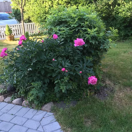 Bed & Breakfast Pegasus Helsinge