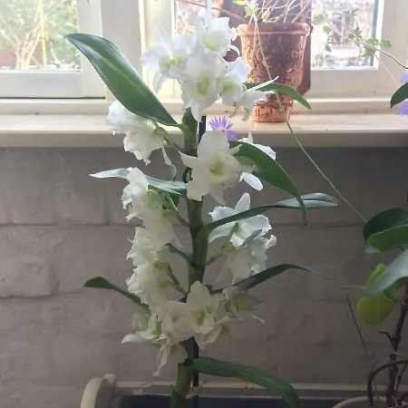 Pegasus فندق مبيت وإفطار